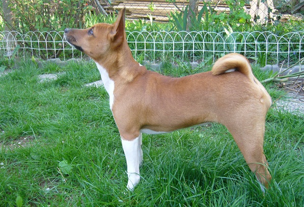 Učení postoje